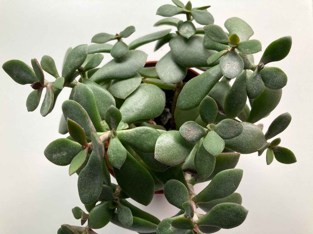 Jade Pflanze