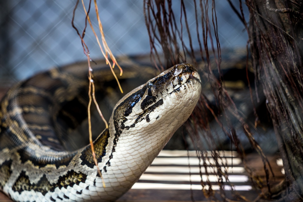 Eine aufgerichtete Schlange (Kreuzotter) mit weißer Unterseite und einem unverwechselbaren Muster auf dem Rücken mit brauner und beigefarbener Färbung. Auf der rechten Seite befinden sich herunterhängende braune Haarwurzeln.